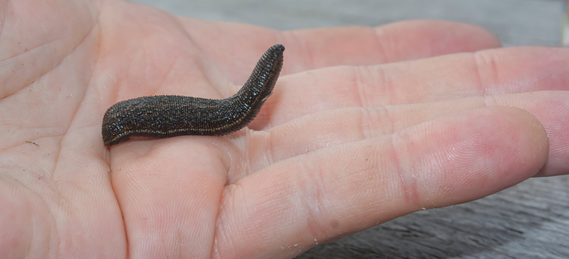 Sangsues de pêche à la mouche - France Sangsues de pêche à la mouche - France