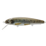 Live Target Poisson nageur Sucker